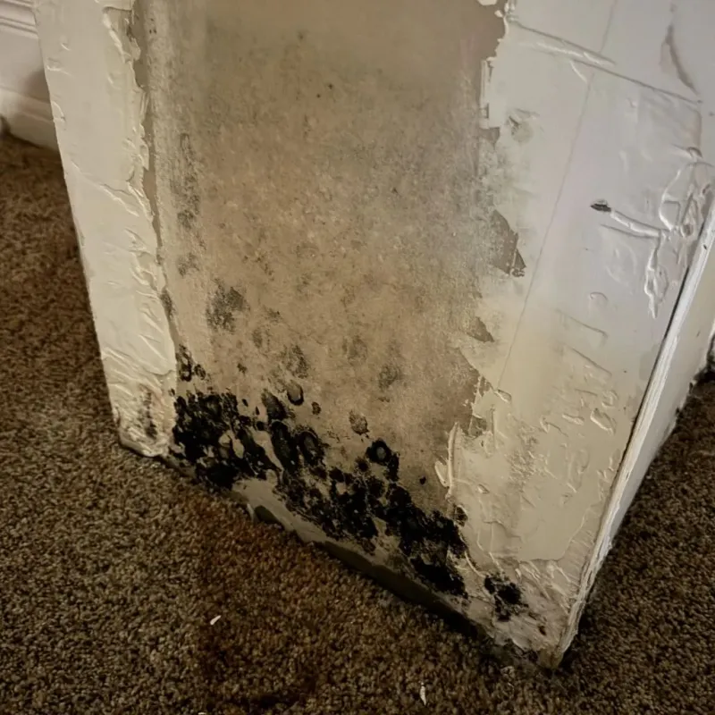 Professional Mold Removal in Pendleton County, KY